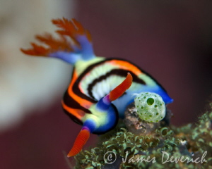 Nembrotha Aurea or purpureolineata maybe. by James Deverich 